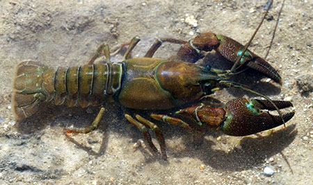 crawfish